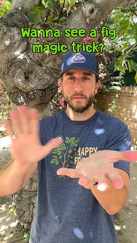 For my next trick, I’ll make this fig disappear (in my mouth)!

#figs #figtree #magictrick #illusion #figfluencing