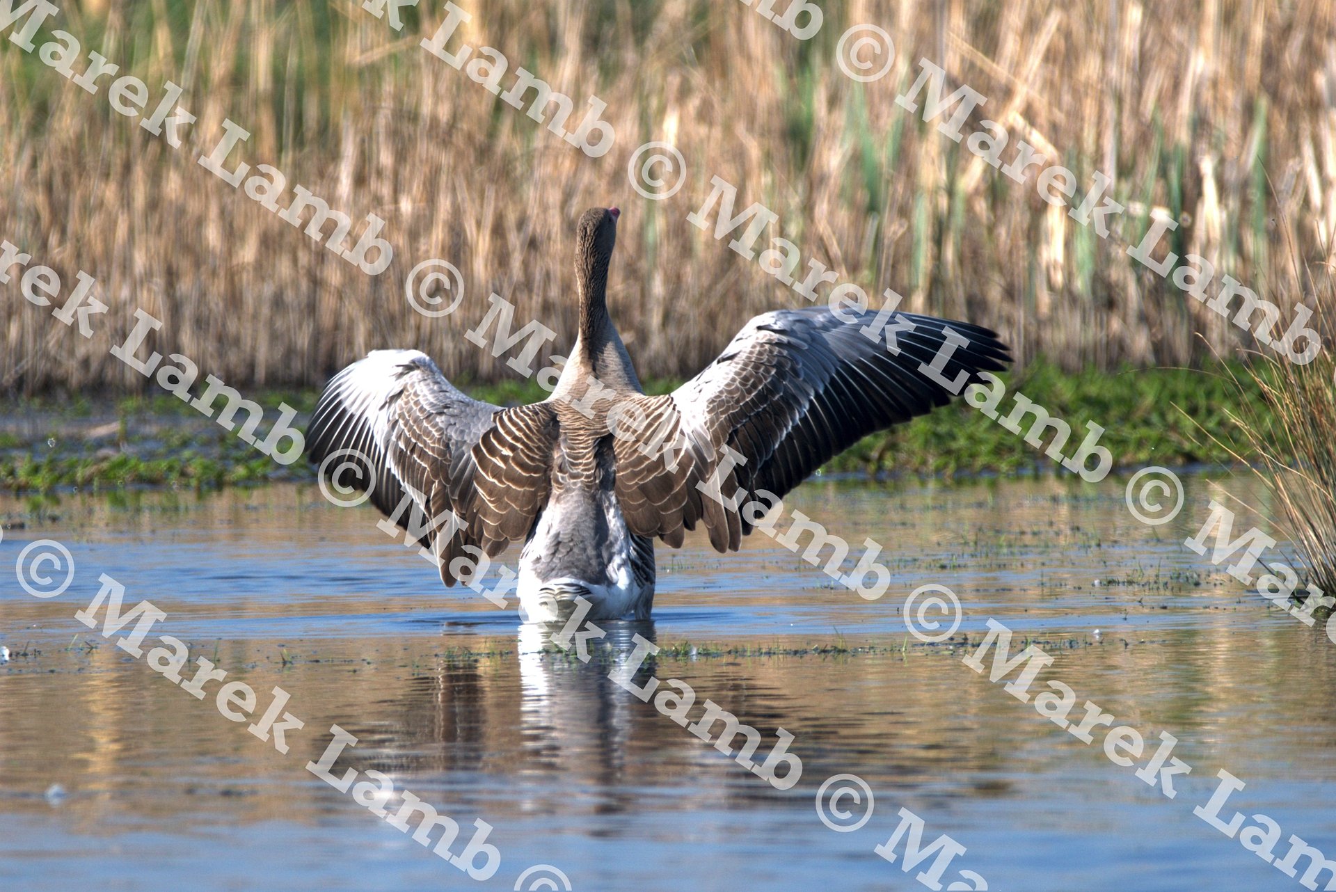 Goose Print product image (2)
