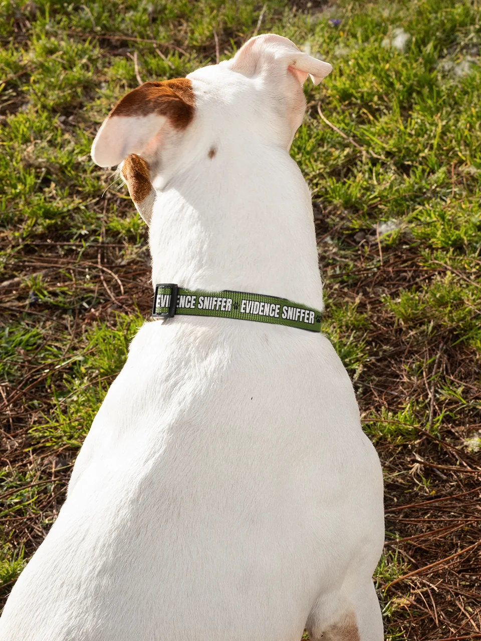 Evidence Sniffer Dog Collar product image (6)