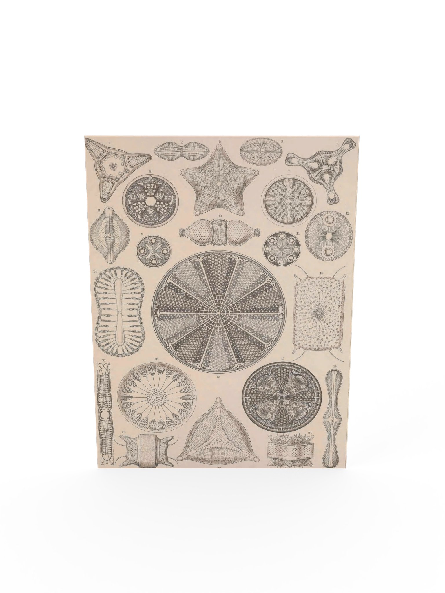 Diatomea, Plate 4 – Haeckel Poster product image (5)