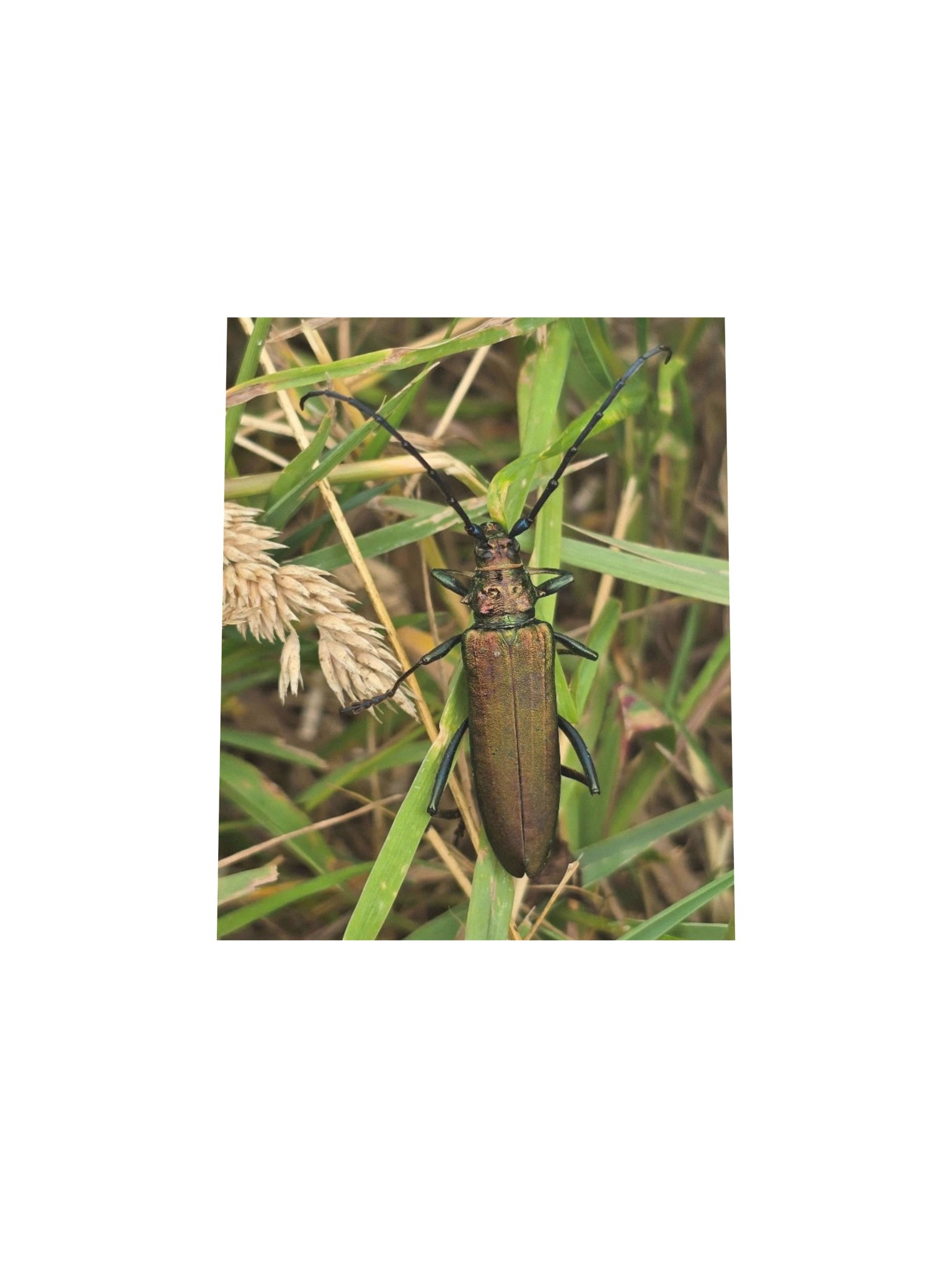 Musk beetle product image (4)
