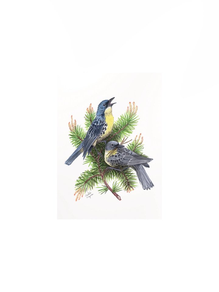 Kirtland's Warbler - Art Print product image (2)
