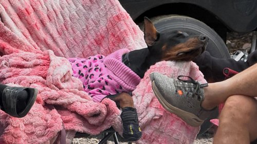 How Dogs are treated in our family….. #dogsofinstagram #doberman #mansbestfriend #royality #k9 @wrynn_the_doberman  @whiterz444