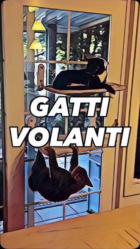 ASSERGIO - Gatti volanti 🐈‍⬛

#doppiaggio #animali #roma #gatto #gatti