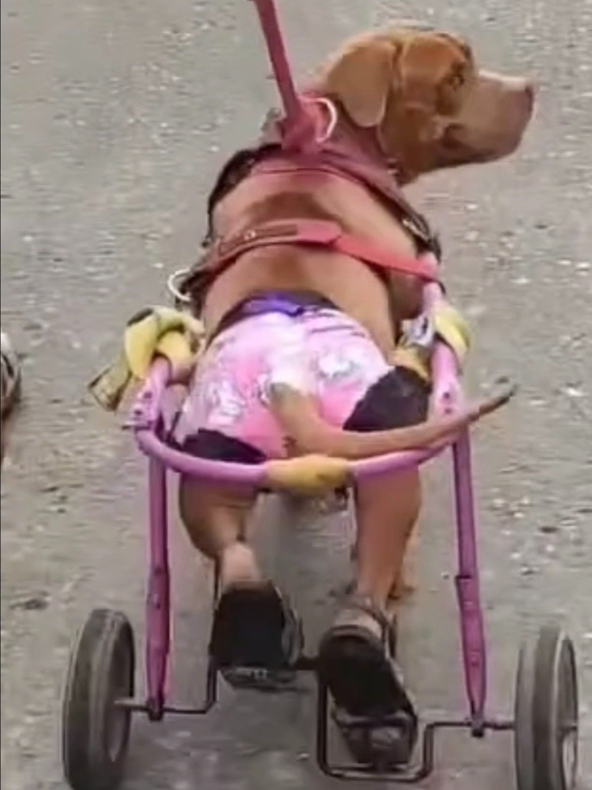 Rehab Wheelchair with Pedals for Dogs and Cats (Hind-Leg Rehabilitation) product image (1)