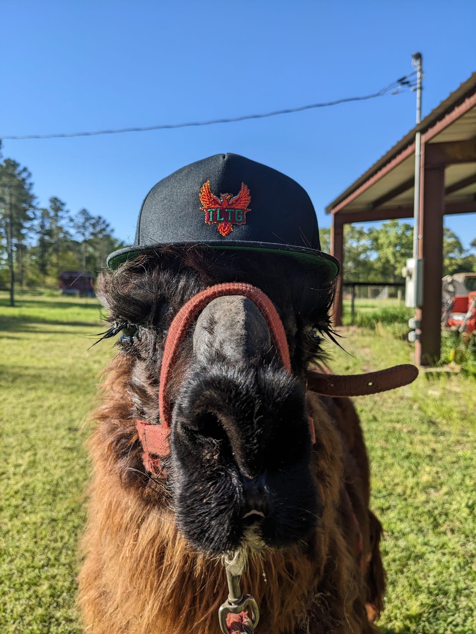 TLTG Embroidered Hat product image (2)