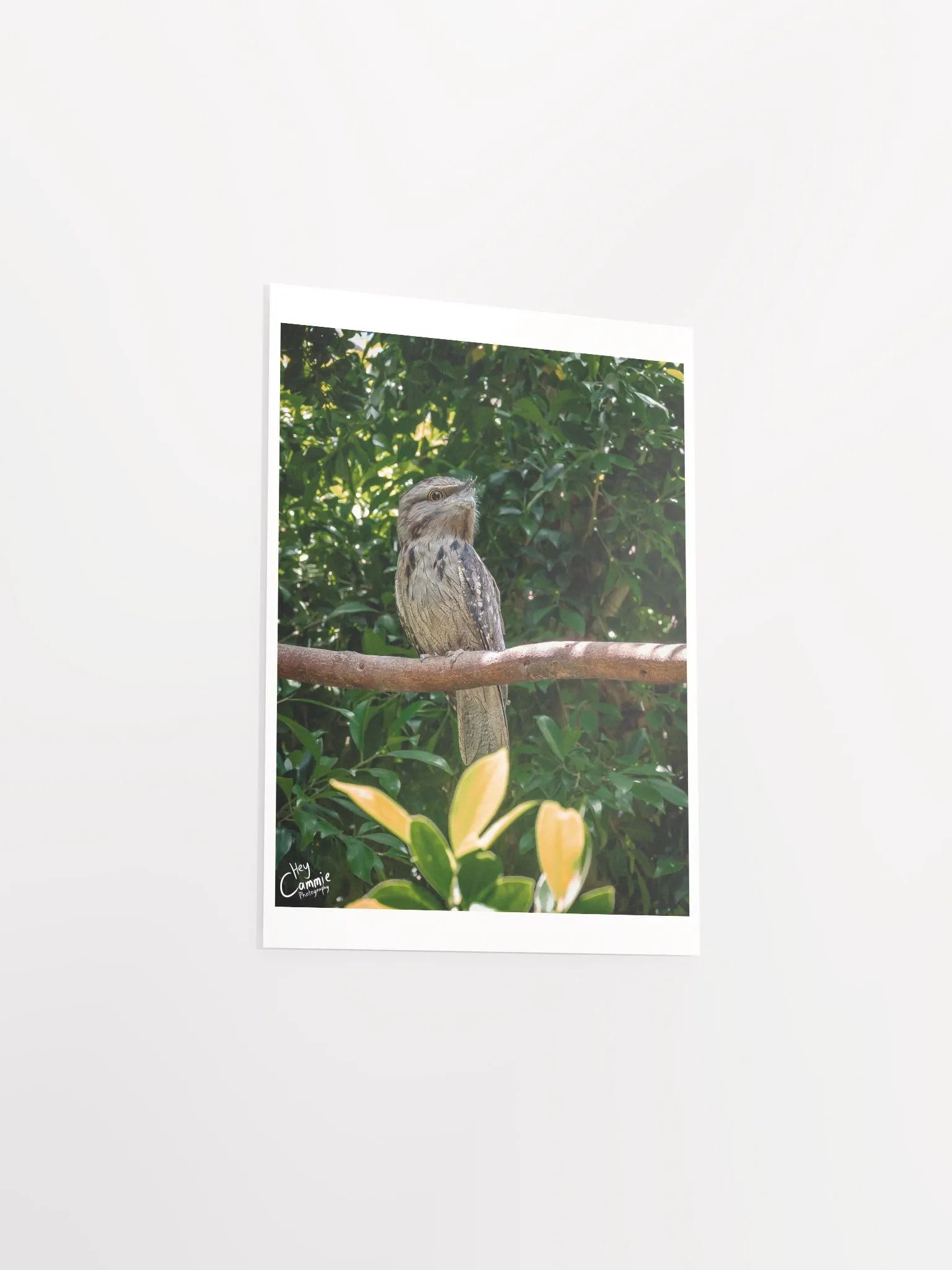 Frogmouth - Print product image (3)