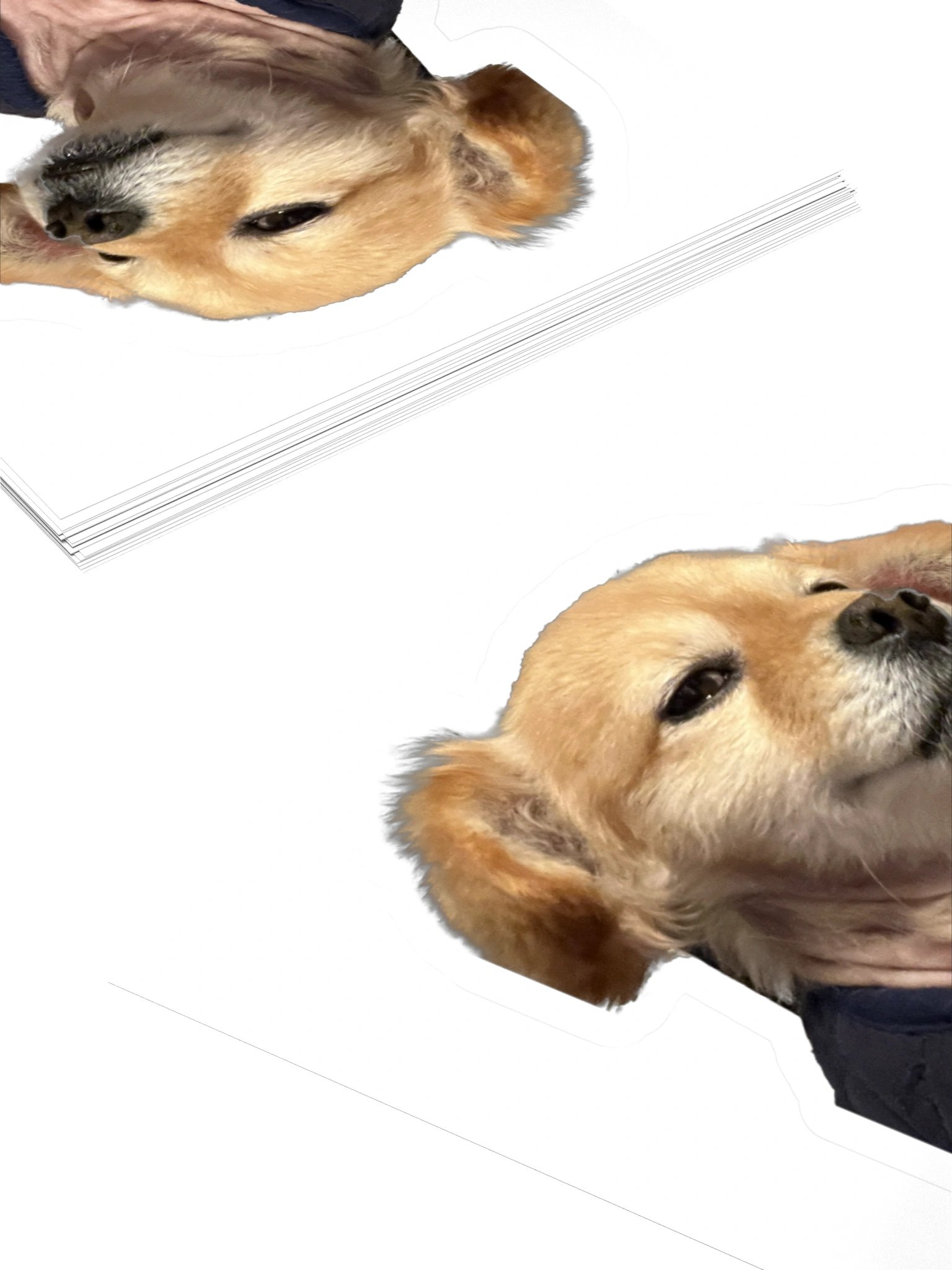 You Sly Dog product image (10)