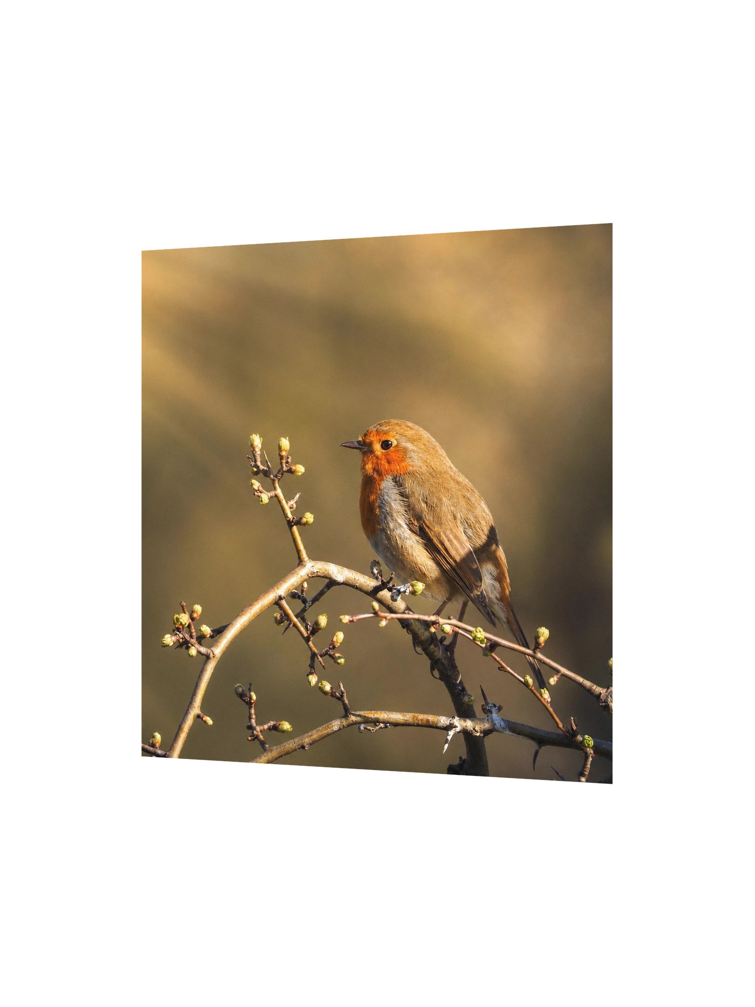 Roin Bird Art Print - Poster product image (3)