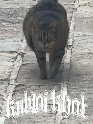 T shirt meme summoned as an actual cat. Link in bio A part of the merch sales profit goes to support local stray cats and underground bands, thank you! #catsandmetal #kublaikhan #kublaikhantx #matthoneycutt #metalmemes