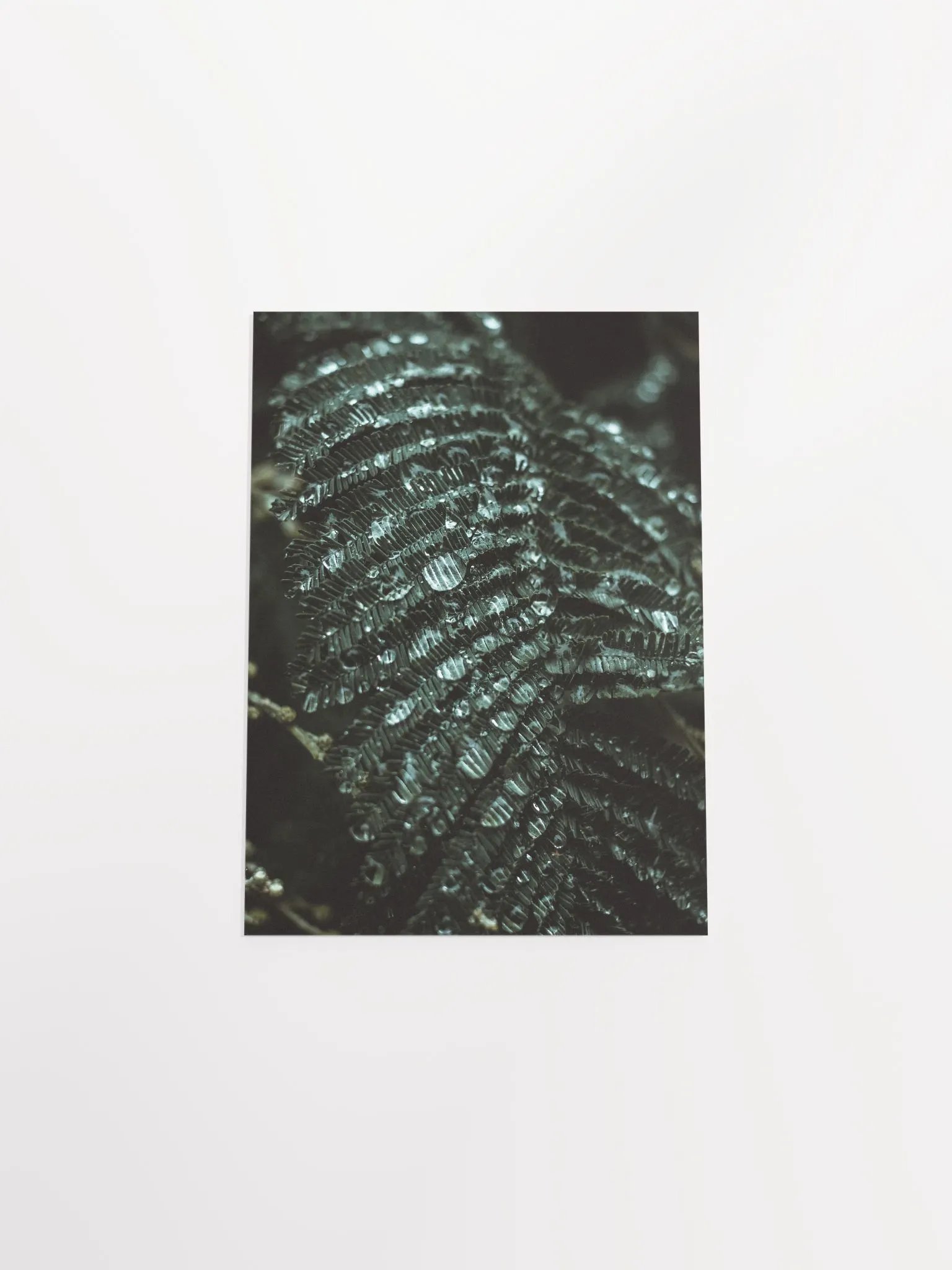 Mimosa product image (12)