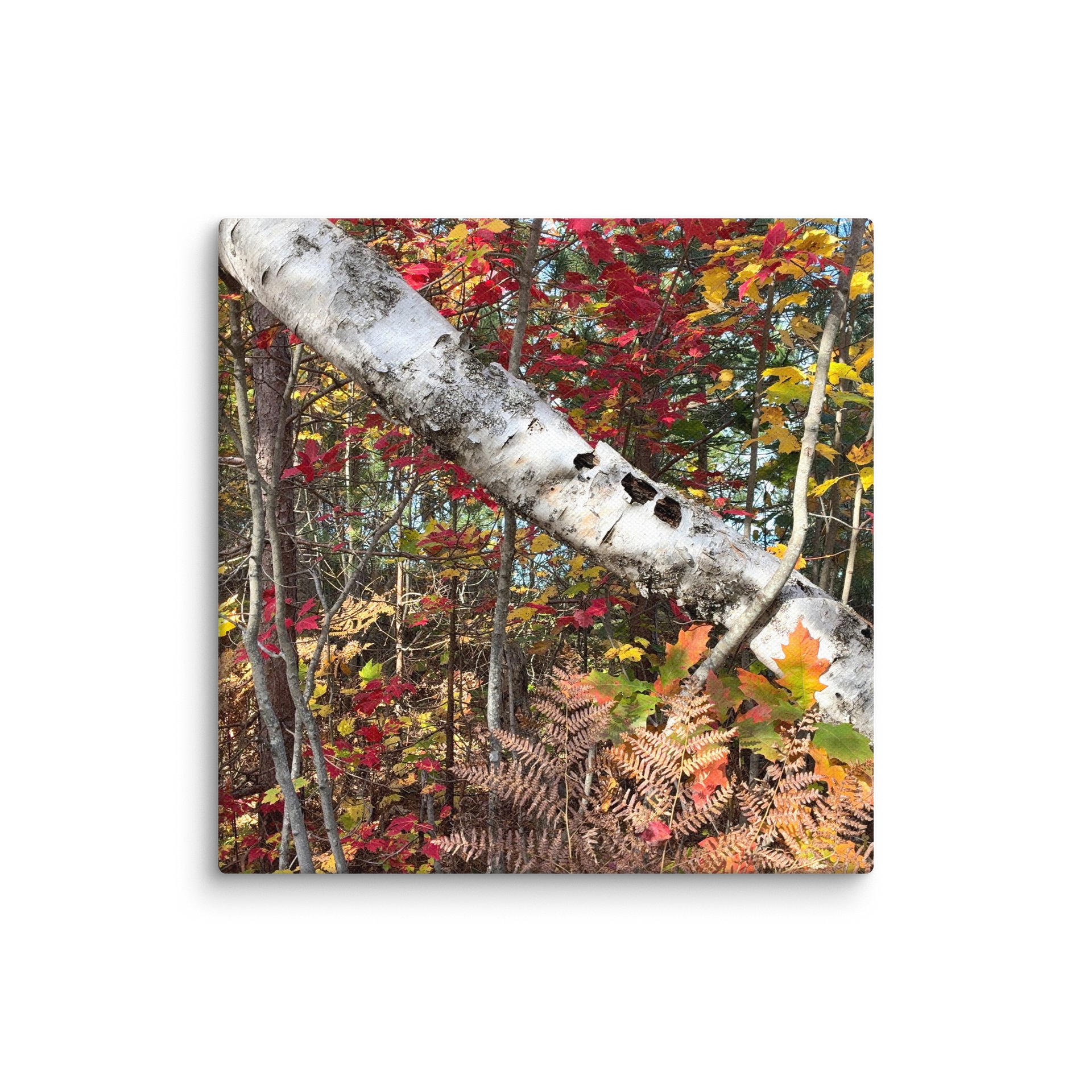 Fall Colors with a Birch tree Canvas product image (15)