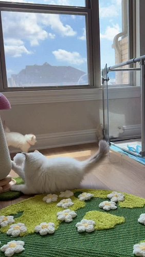 Wild kittens playing