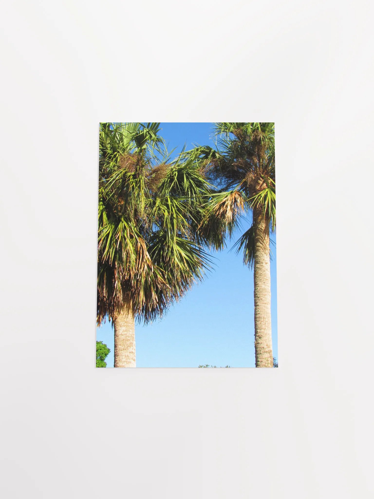Florida Palms product image (50)