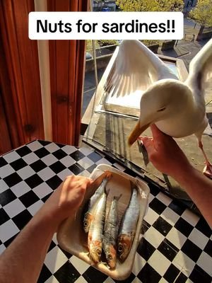 He’s an absolute madman & i love him ❤️ #fyp #foryou #seagull #feedingsteven #birds