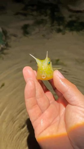 Curious little critters