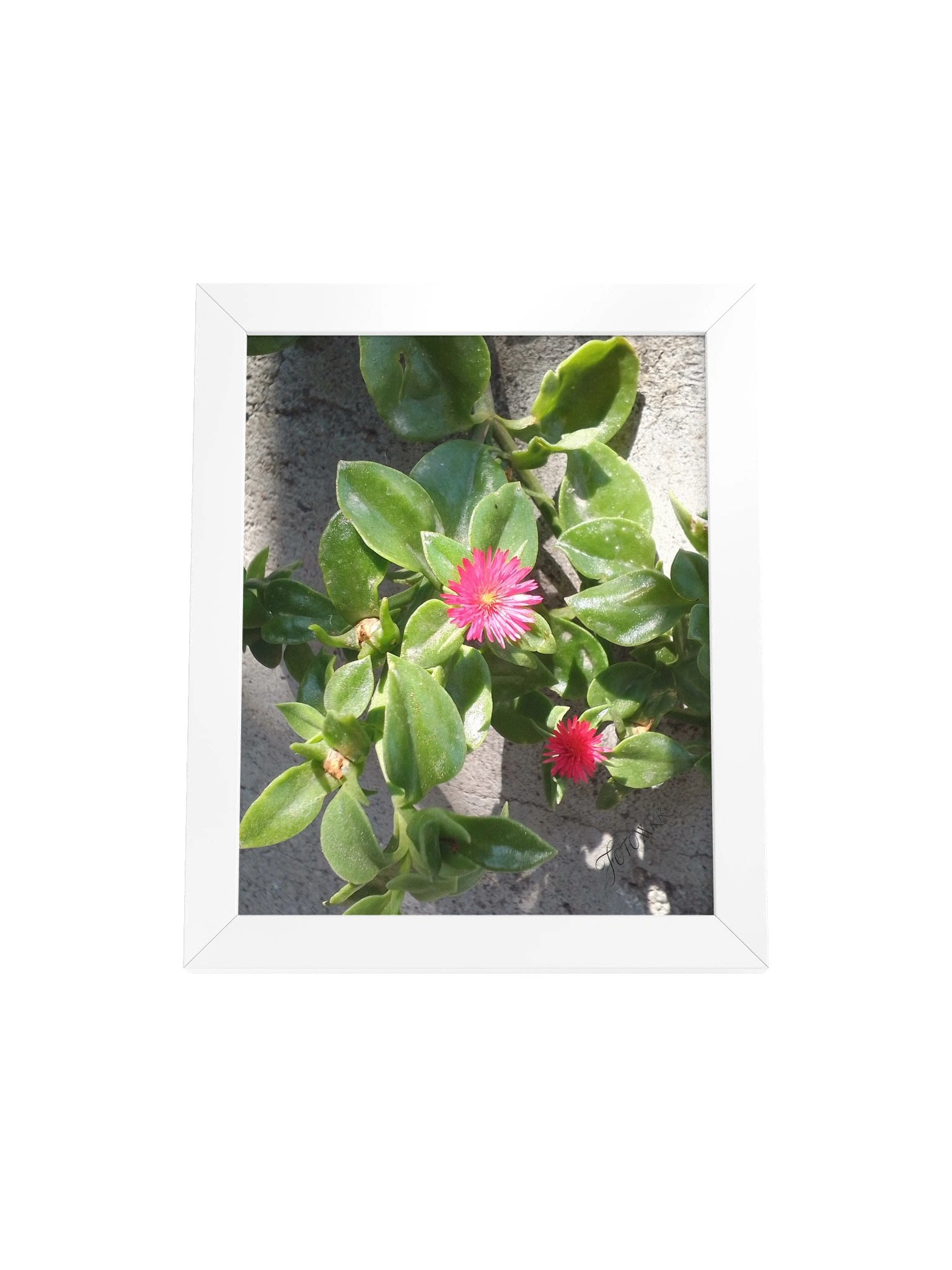 Pinky - Matte Poster product image (1)