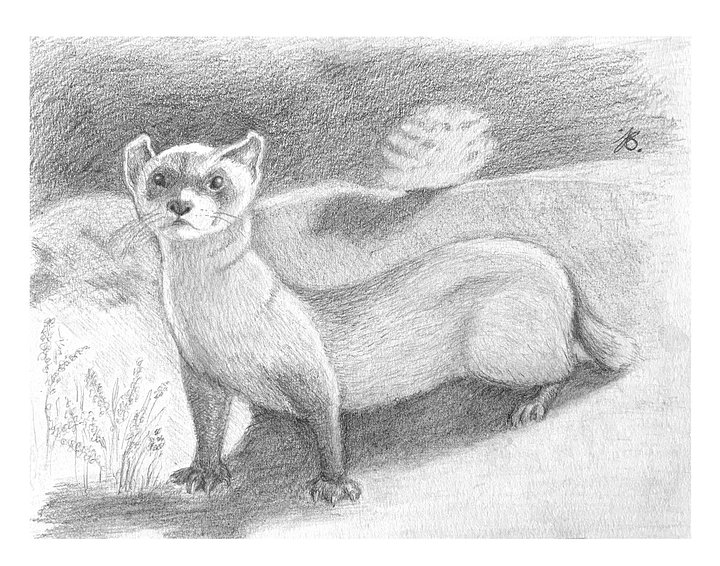 Black-footed Ferret — Matte Poster product image (5)