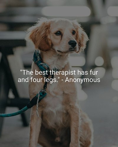 Life can get overwhelming, and that’s where our furry friends come in! At Knights & Nomads, we celebrate the unique bond betw...