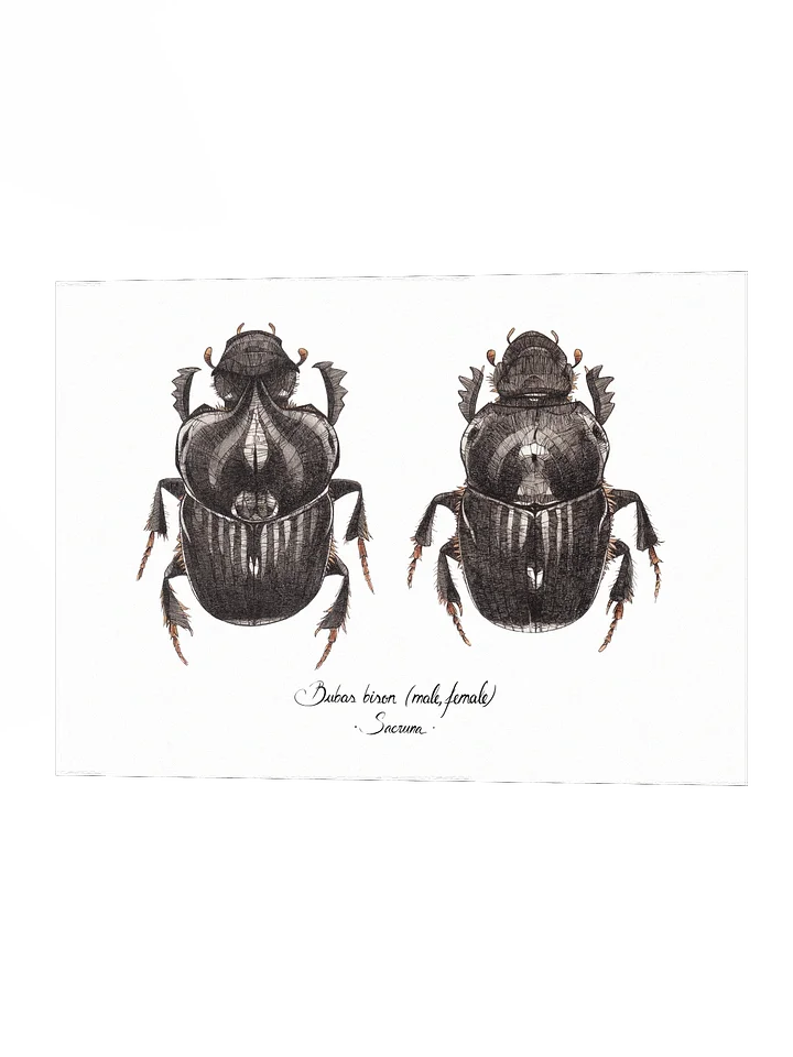 Bubas Bison • Print product image (2)