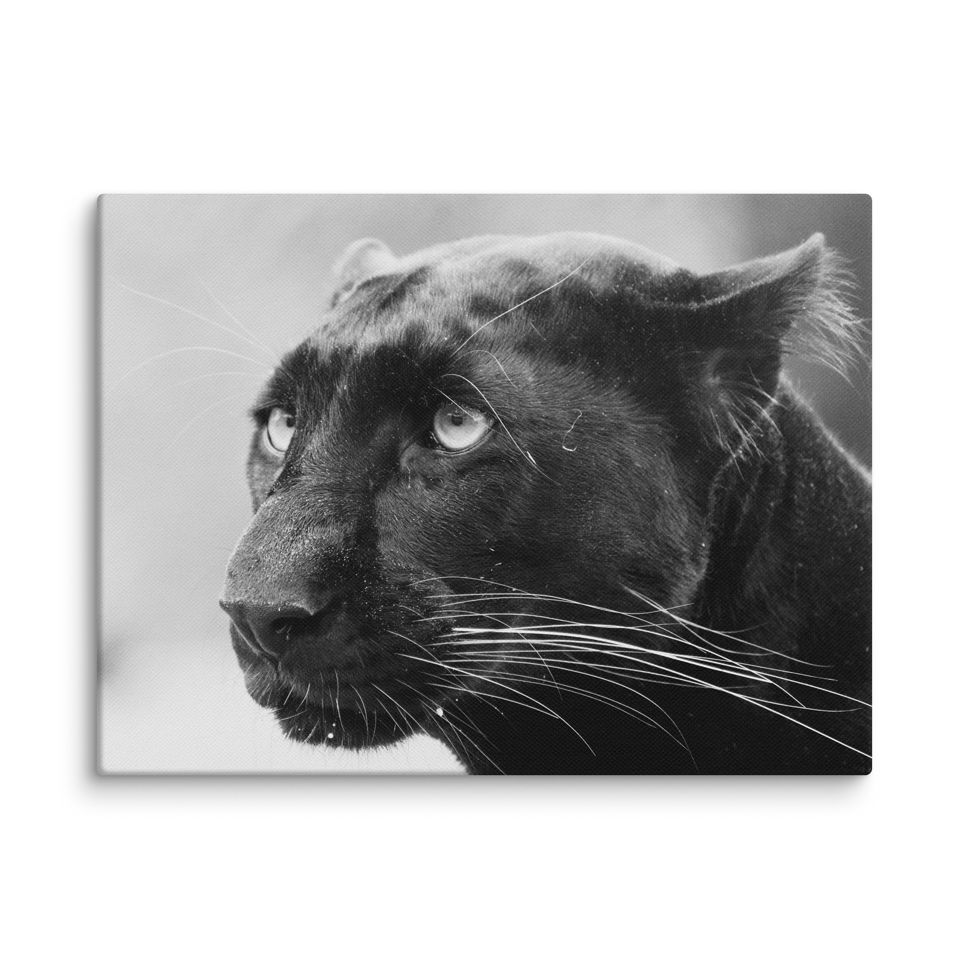 Black Leopard Canvas Print product image (1)