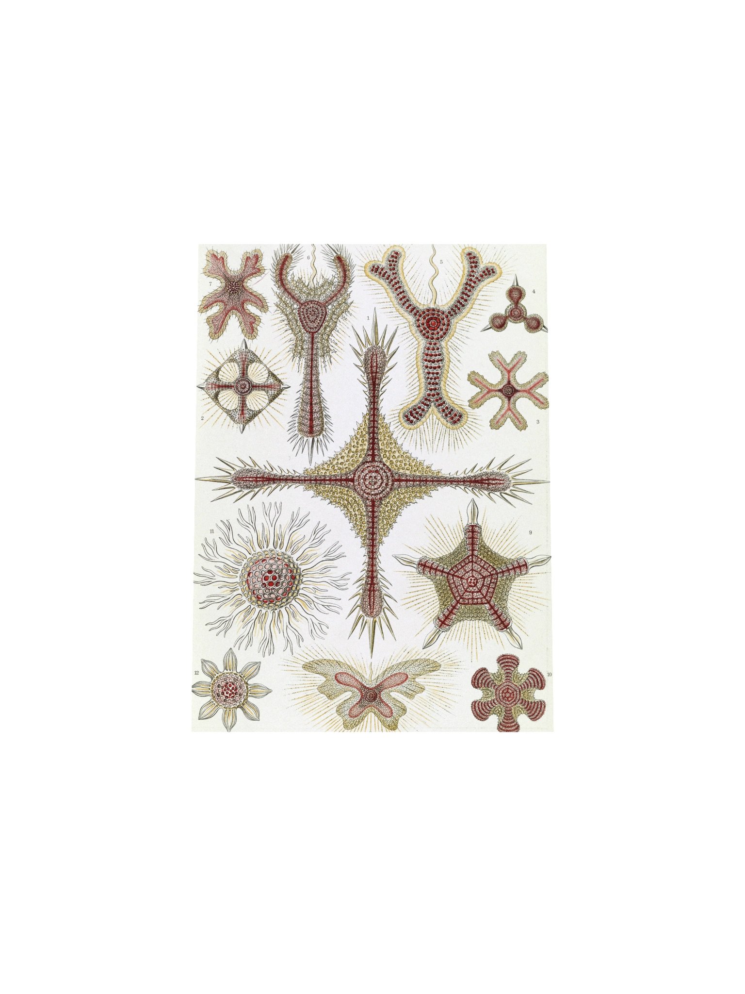 Disc Radiolarians Antique Microscopy Art Print product image (10)