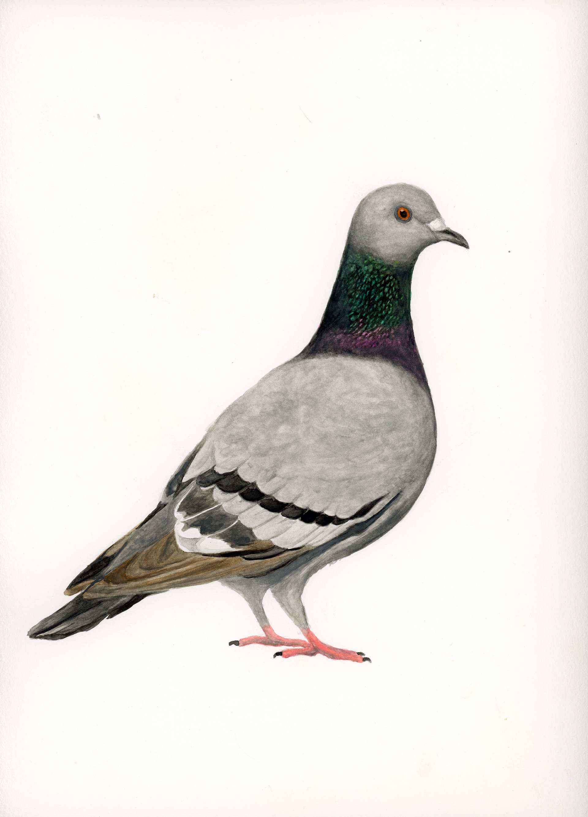 Pibben - ORIGINAL product image (1)