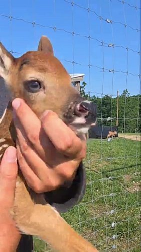 Finding Deer's Mom with Shrek Songs! 
Join us outdoors as we hilariously try to identify a deer's mother with Shrek reference...