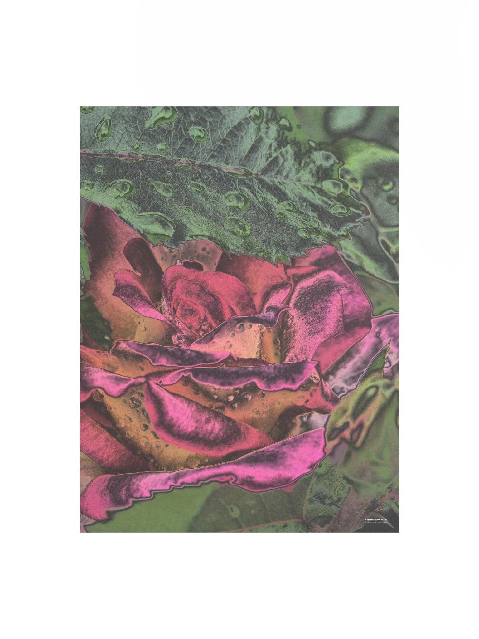 Chromed Rose 64182 Poster product image (2)