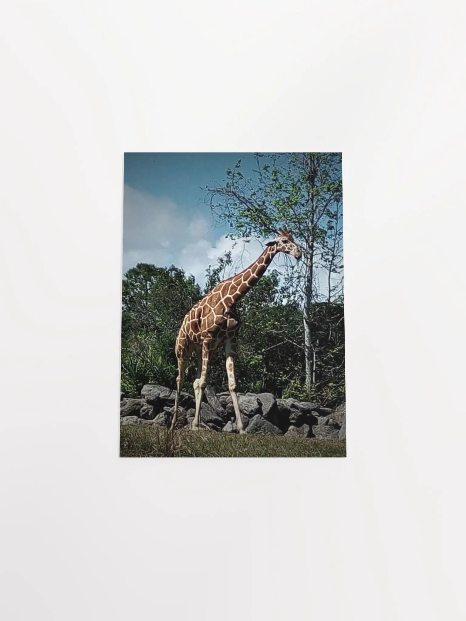 Giraffe Dark Edit product image (32)