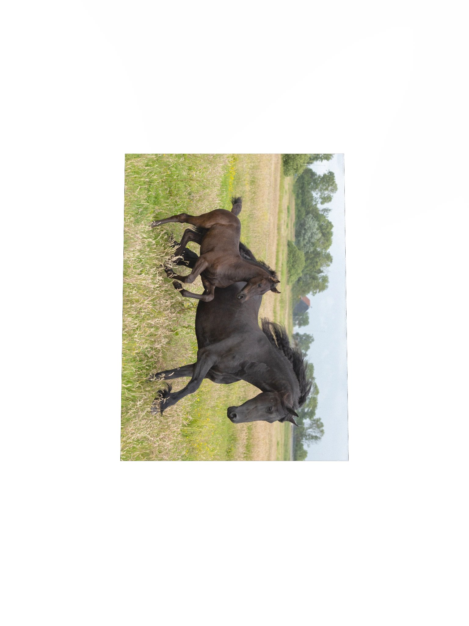 Saly & Elvis running product image (5)