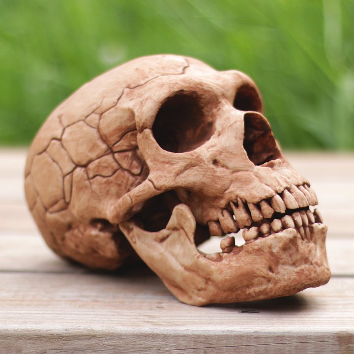 Neanderthal Skull product image (1)