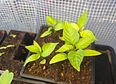 Peppers's tag thumbnail