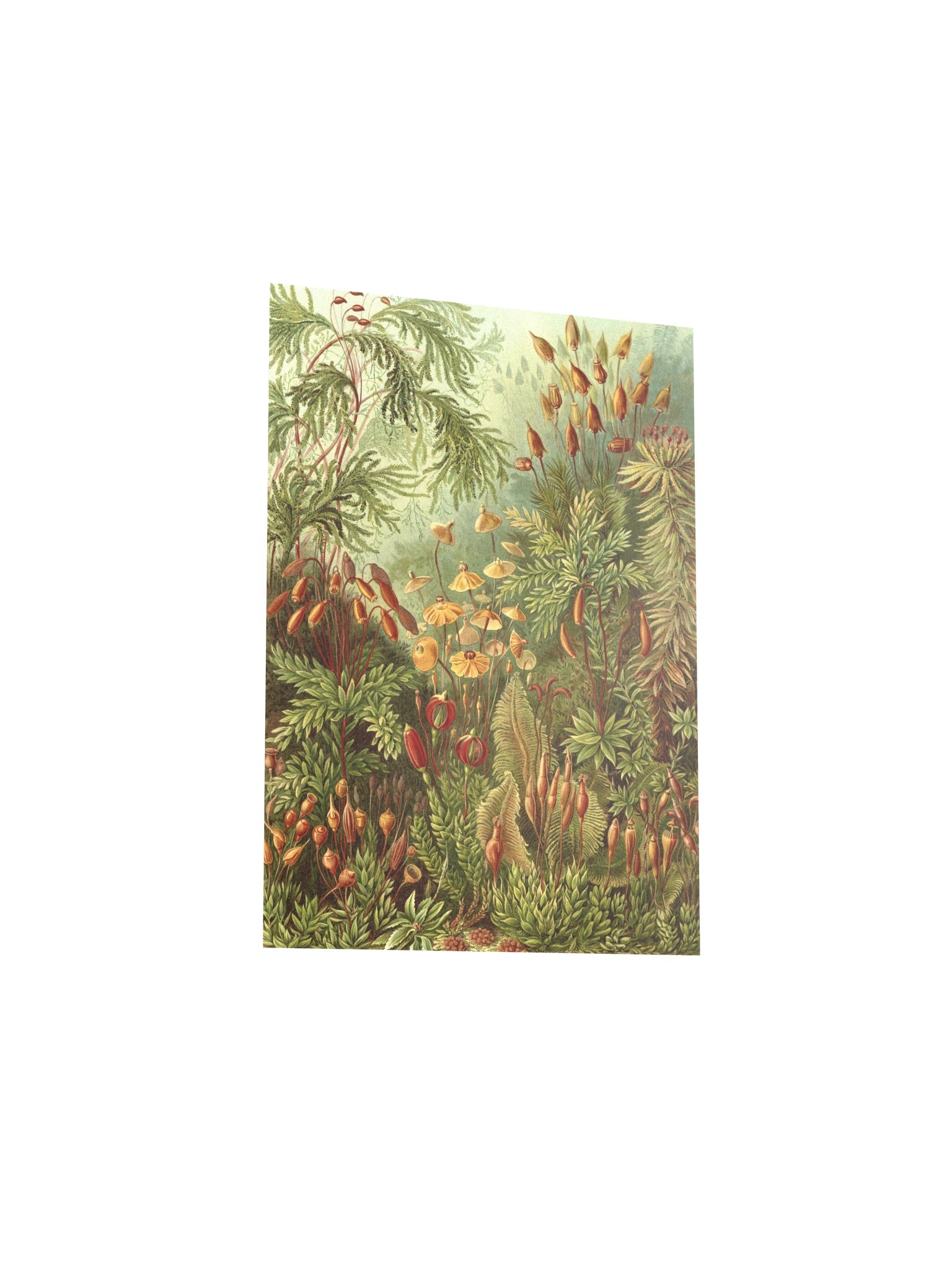 Mosses Antique Botanical Art Print product image (8)