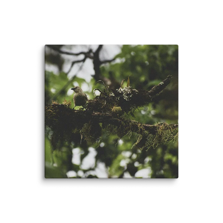 Galapagos Finch on Mossy Branch product image (12)