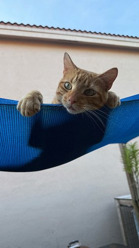Who’s enjoying this gorgeous windy weather more than Julio?! 

Hammocks upon hammocks in the garden, a nice breeze, the perfe...