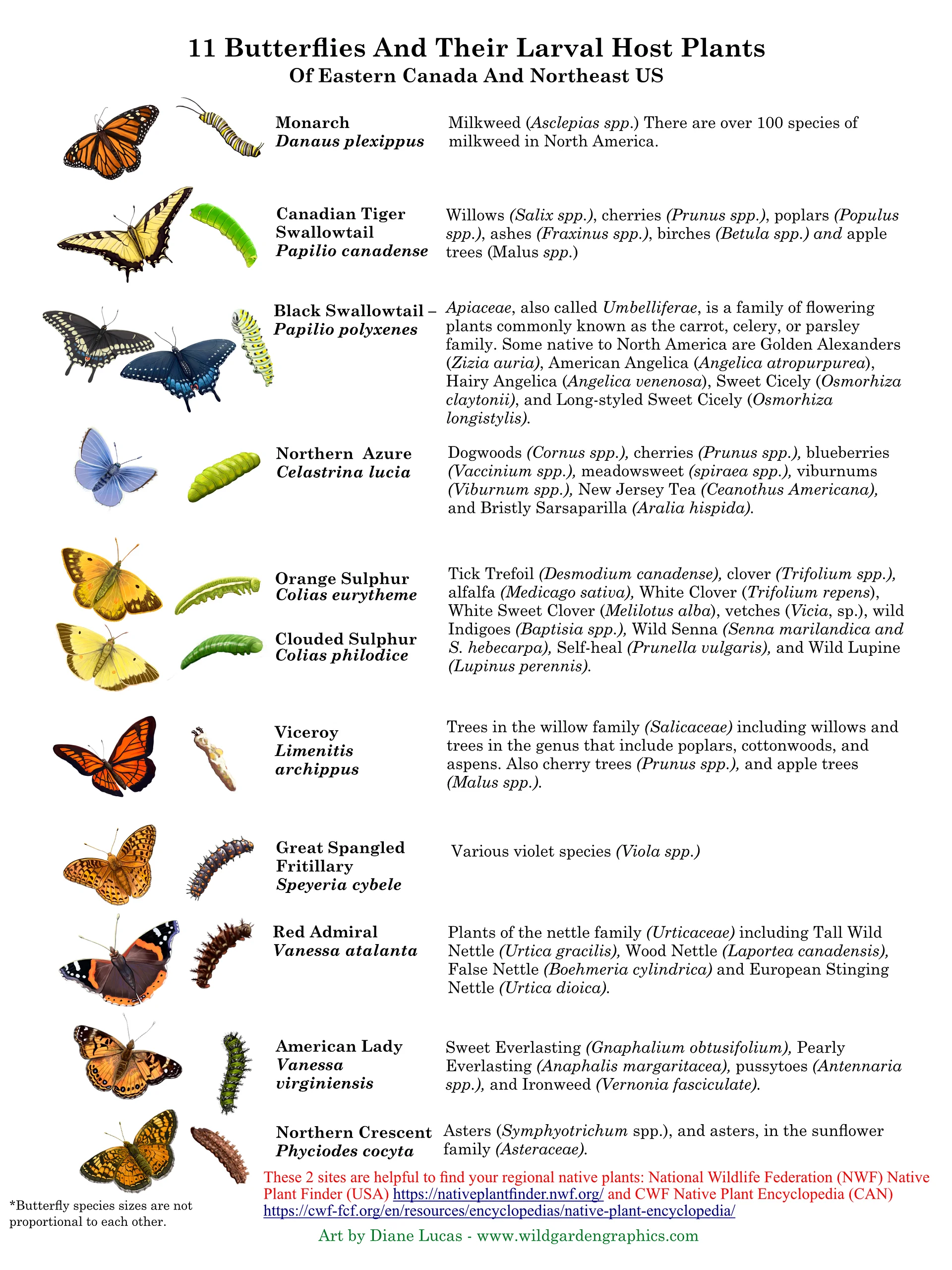 Butterfly Info Pages product image (2)