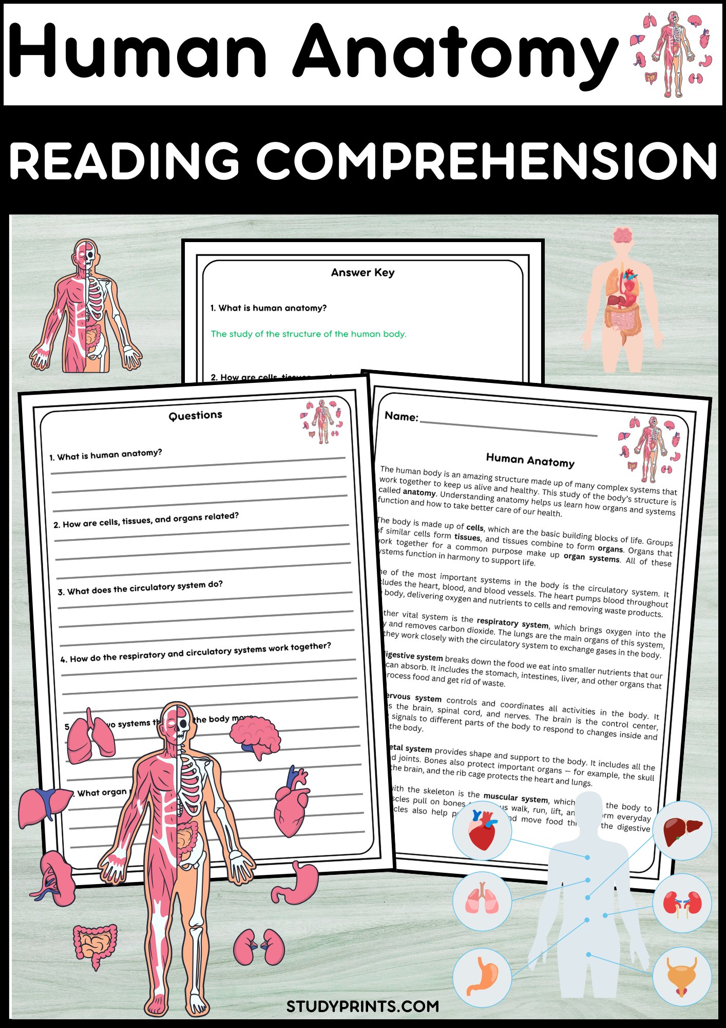 Human Anatomy Reading Comprehension Passage with Questions & Answers product image (1)