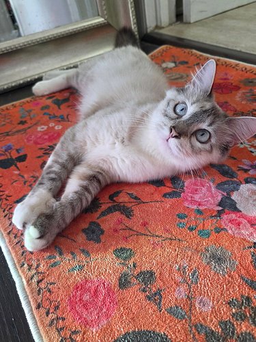 Foster kitty Cloud is the prettiest girl. She is a true siamese and loves to talk to her people. She's also as soft as a Clou...