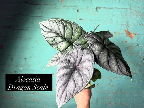 There are some plants you really need to see in person to appreciate, and Dragon Scale is one of them. The leaves almost look...