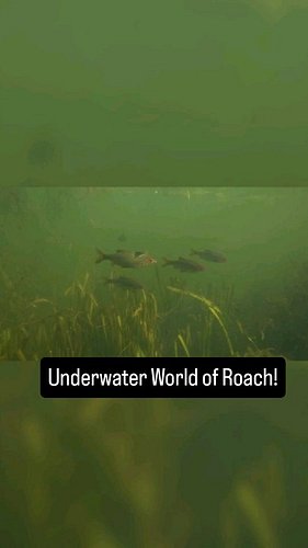 Capturing a stunning shoal of Roach in the canal! 

#fish #fishing #underwaterworld #underwatercamera