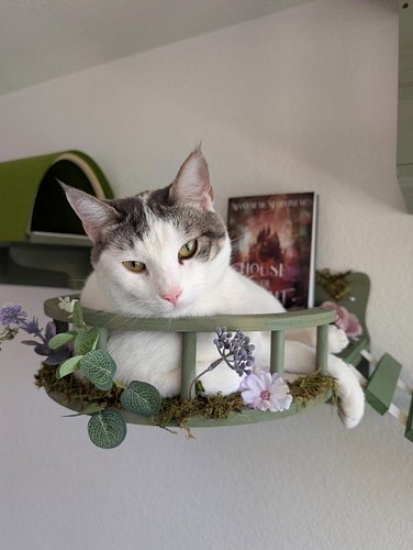 He's not impressed with my book but at least he loves how I turned his cat furniture into a mossy spring paradise to match th...