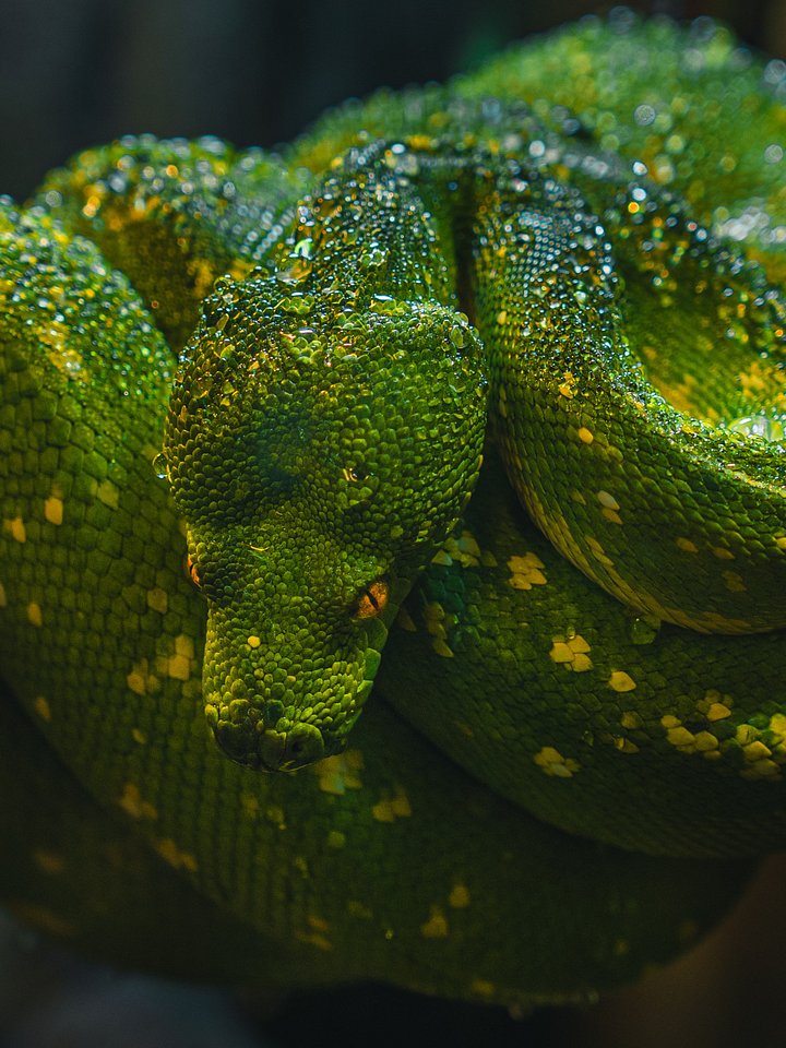 Green Tree Python #2 product image (1)