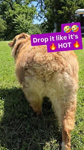 🎵🐶 Juice is strutting her stuff on this sunny #shopdogsunday 📸 Let's see your furry shop helpers! #shopdog #australianshepher...