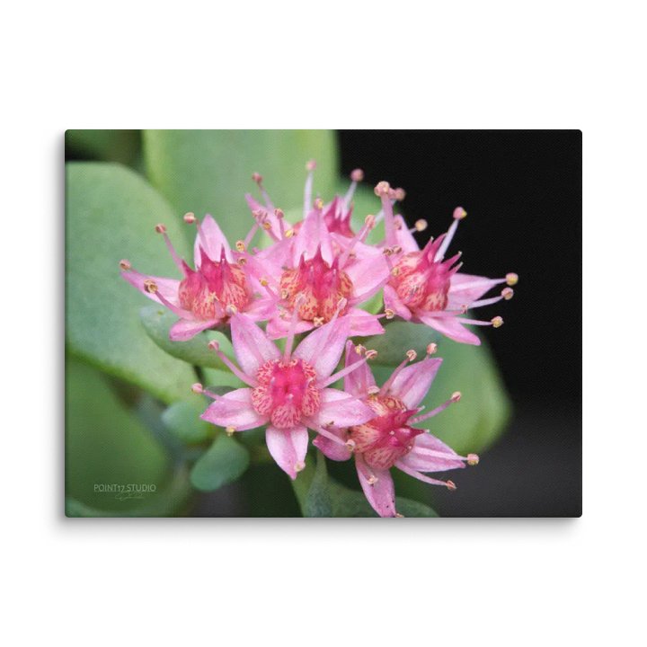 Sedum Blossoms - Print On Canvas product image (1)