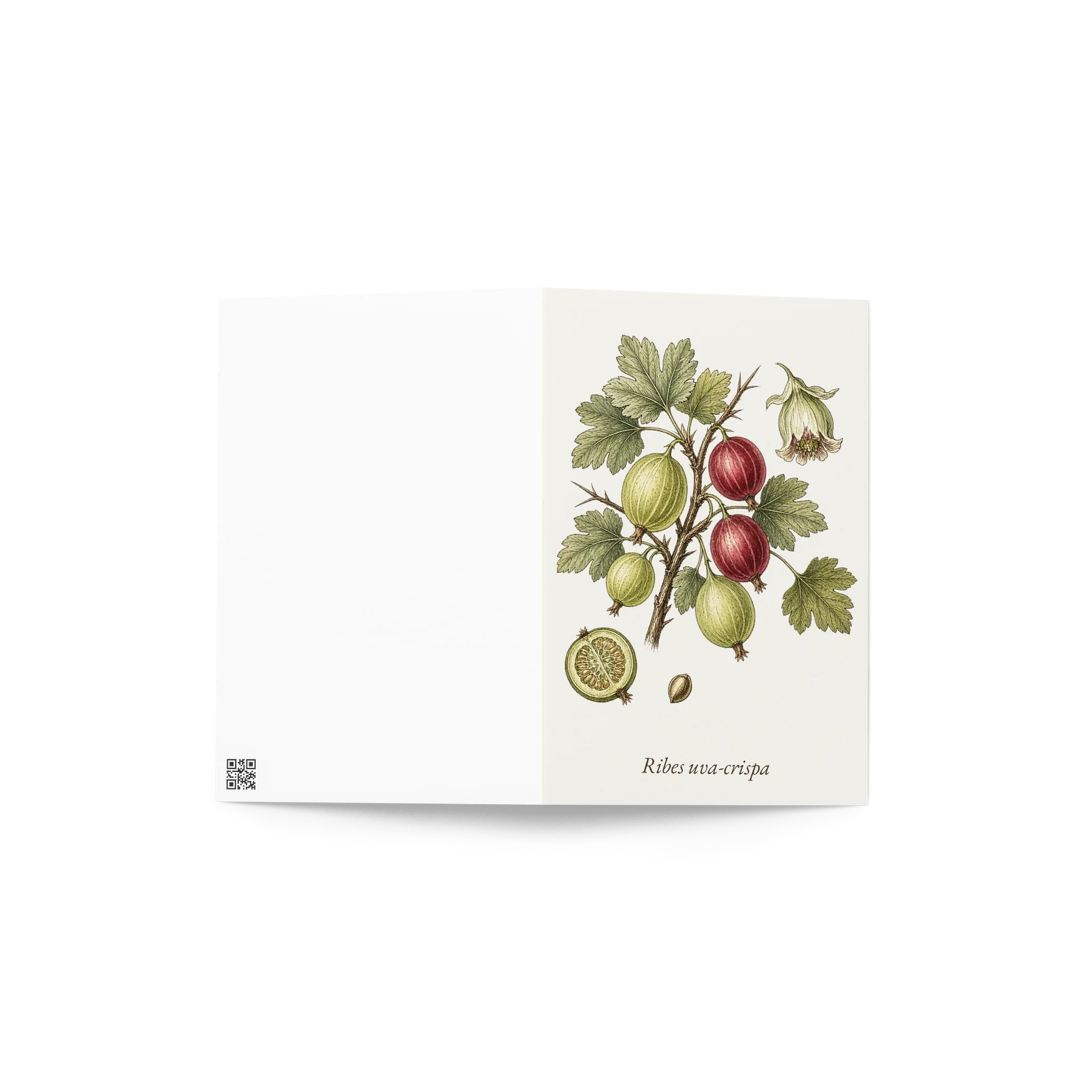 Vintage Botanical Gooseberry Greeting Card product image (4)