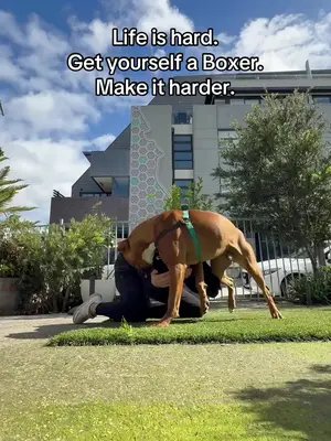 “Get a Boxer, they’ll bring so much joy into your life!” Yeah… and absolutely ZERO peace. 😂🐶 #boxerdogsoftiktok #boxerbreed #boxerdog 