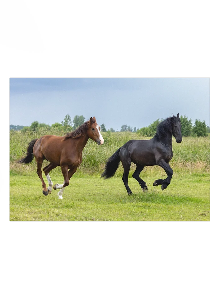 Friesian Horses Poster Prints product image (1)