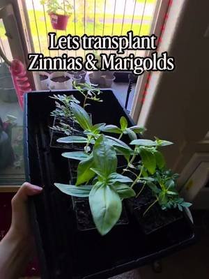 Transplanting Zinnias & Marigolds on the Balcony Garden #gardening #containergarden