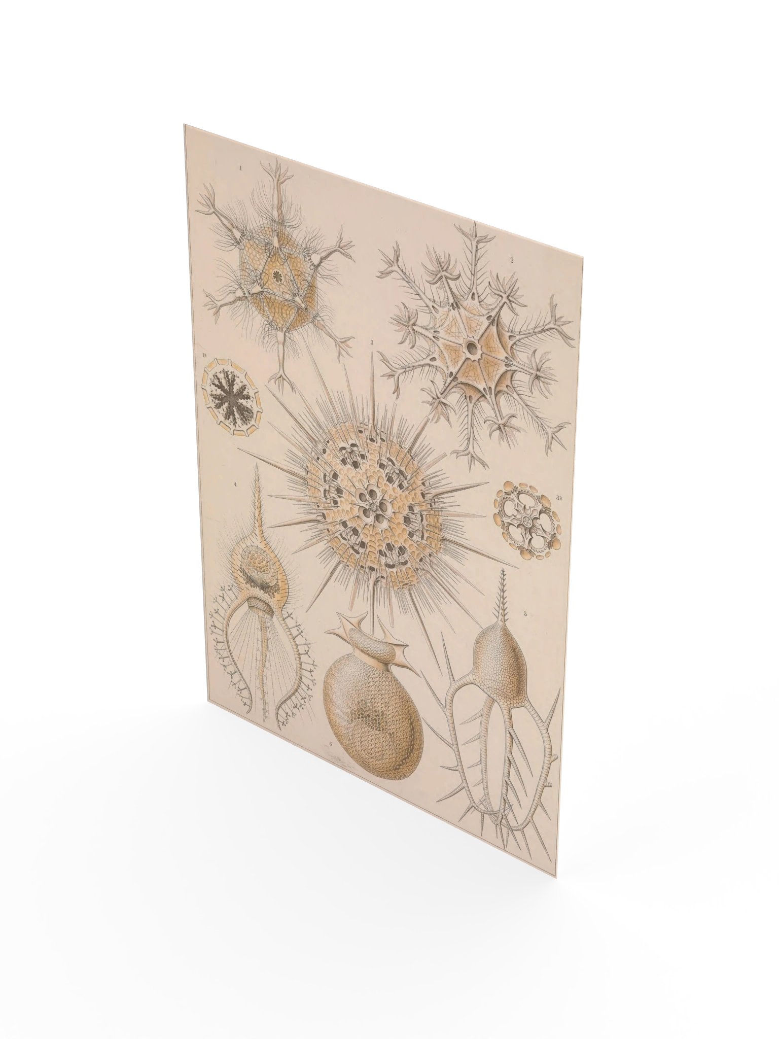 Phaeodaria, Plate 1 – Haeckel Poster product image (3)